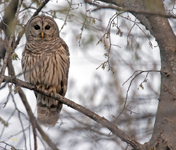 Barred Owl 1956